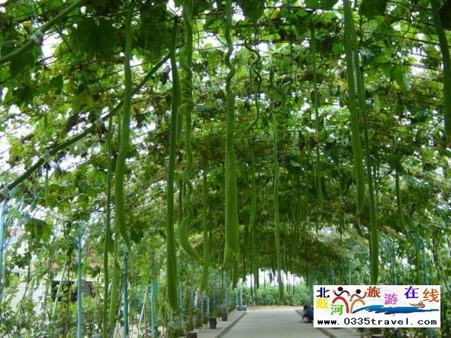 北戴河集發(fā)生態(tài)觀光園