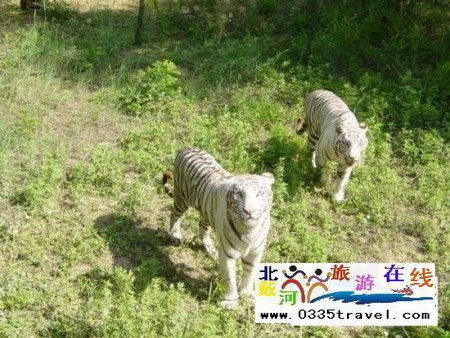 秦皇島野生動(dòng)物園