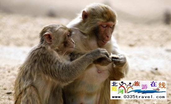 秦皇島野生動(dòng)物園