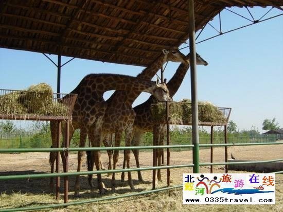 秦皇島野生動(dòng)物園