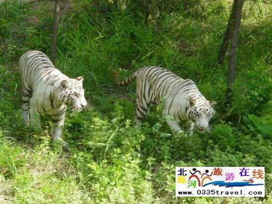 秦皇島野生動(dòng)物園