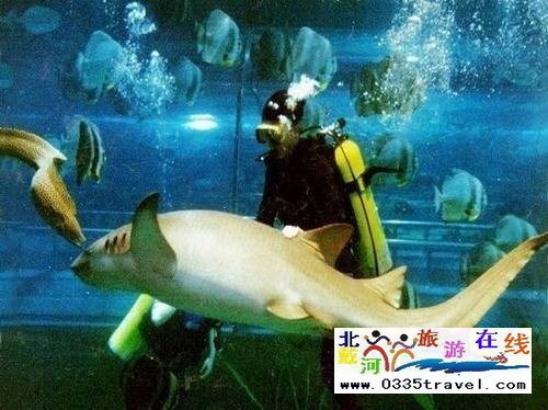 秦皇島新澳海底世界