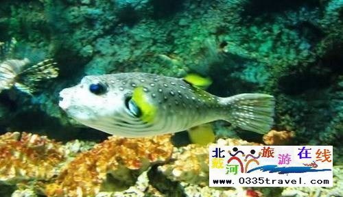 秦皇島新澳海底世界