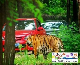 [秦皇島] 秦皇島野生動物園景點門票優(yōu)惠88元起團，一人也成團，團隊更優(yōu)惠，咨詢電話0335-3522599: