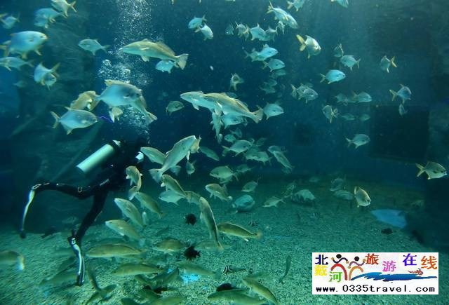 圣藍(lán)皇家海洋公園