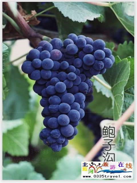 秦皇島一卡通旅游年票優(yōu)惠辦理電話0335-3522588 3522599 13191824199