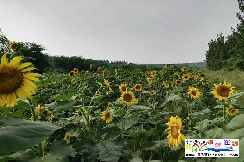 秦皇島盧龍棋盤(pán)山景區(qū)電話0335-3522588