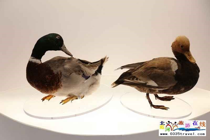 秦皇島北戴河鳥類博物館
